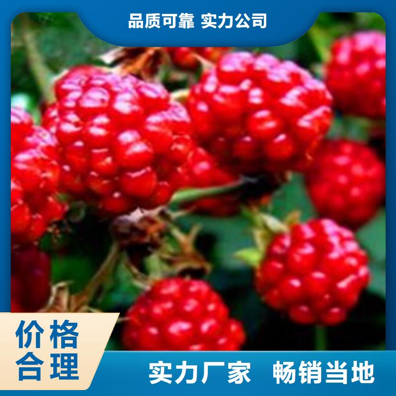 生产树莓苗的基地