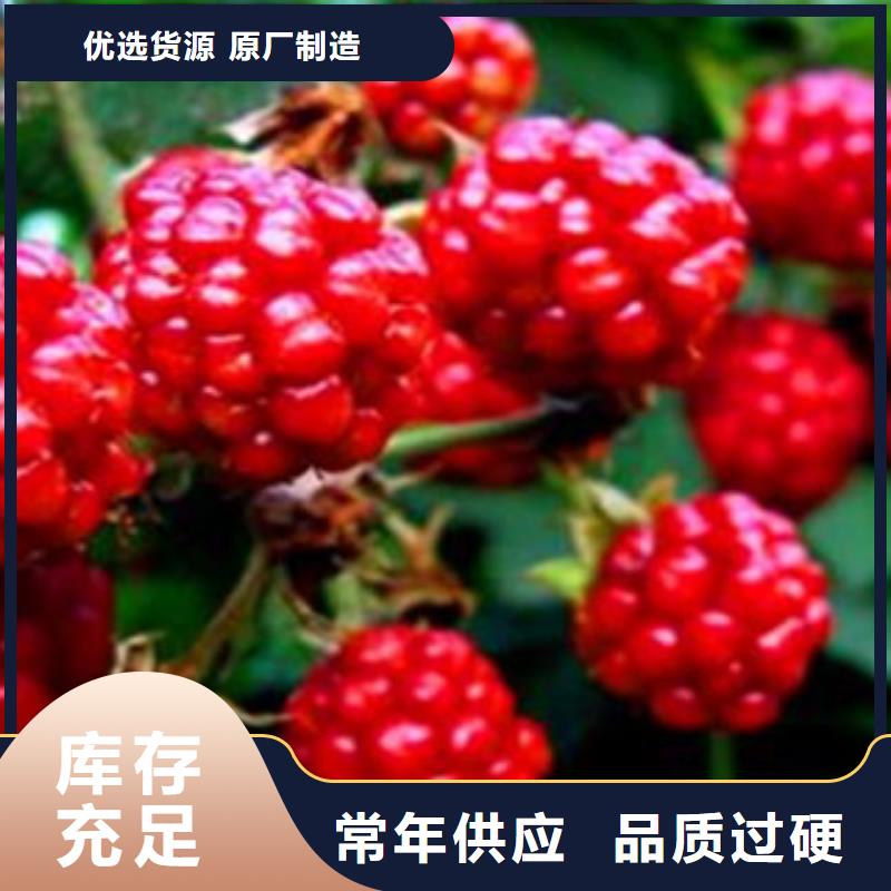 树莓苗-树莓苗按需定制真正的源头厂家