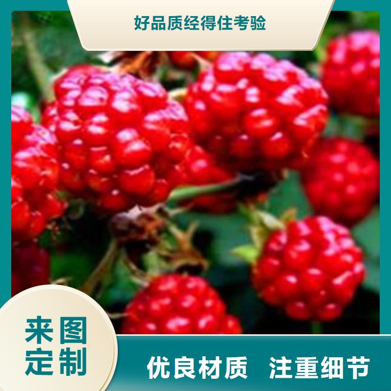 树莓苗实力厂家质量稳定