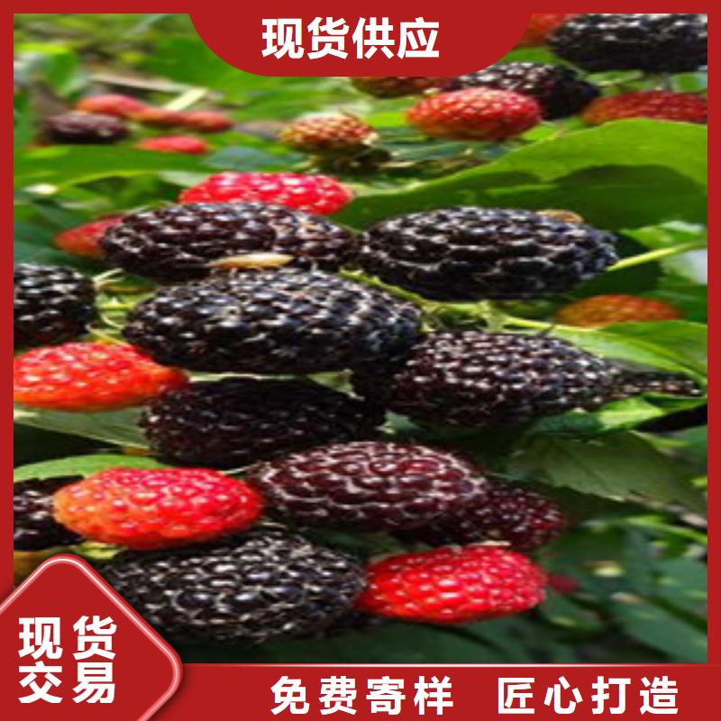 树莓苗-踏踏实实做产品