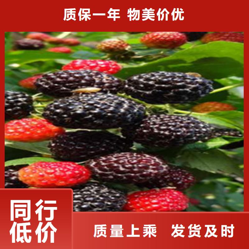 现货供应树莓苗_批发树莓苗