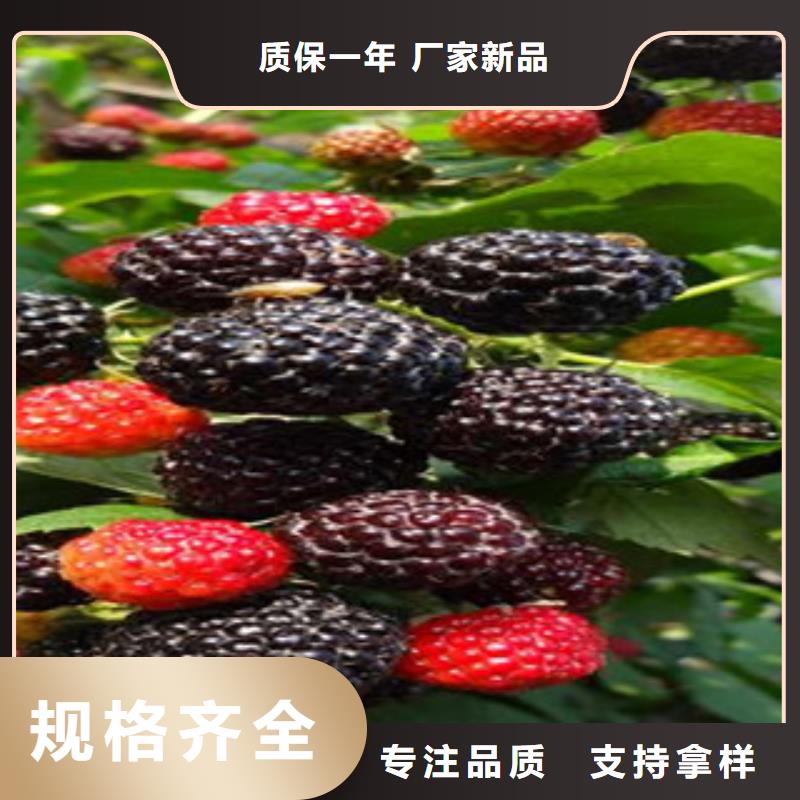 树莓苗质量稳定规格型号全