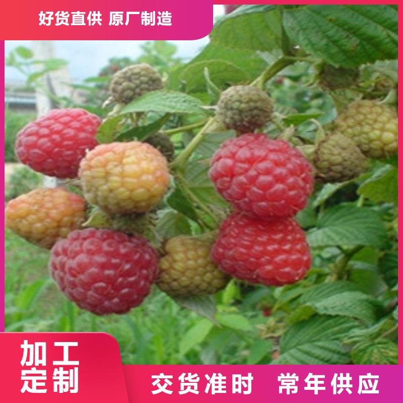 树莓苗大型生产基地