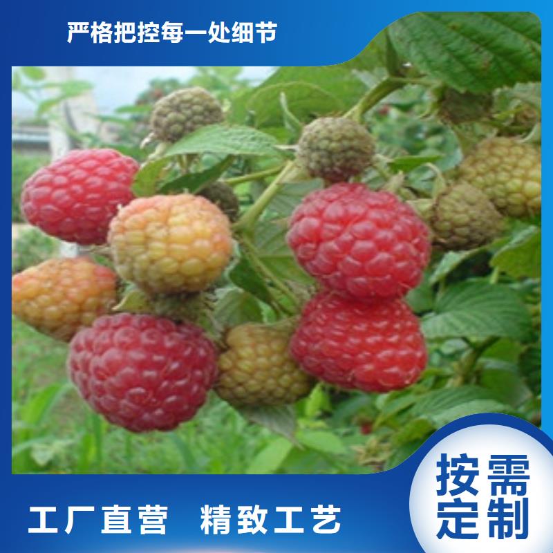 树莓苗-实力厂家当地供应商