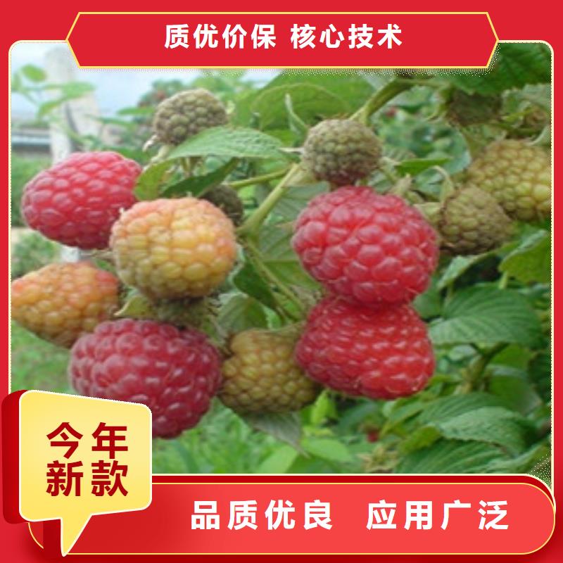 常年供应树莓苗-现货供应当地生产厂家