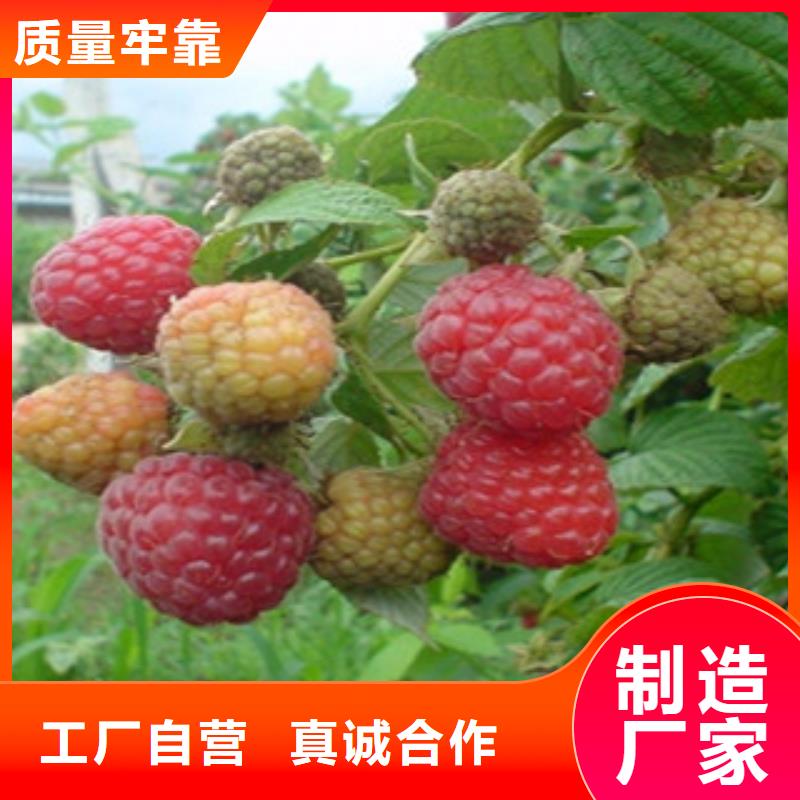 树莓苗厂家批发当地生产厂家