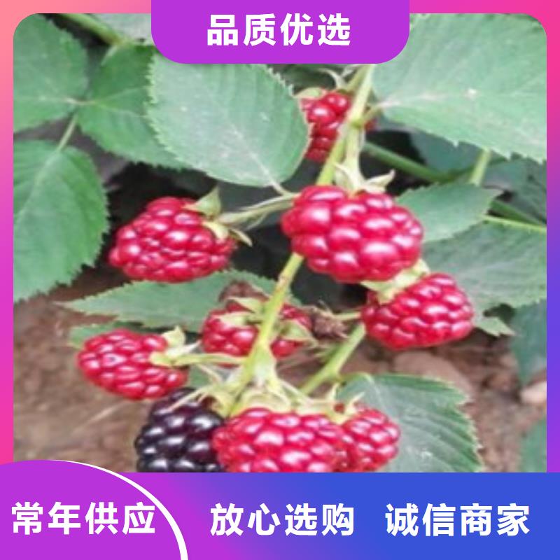 树莓苗公司有现货