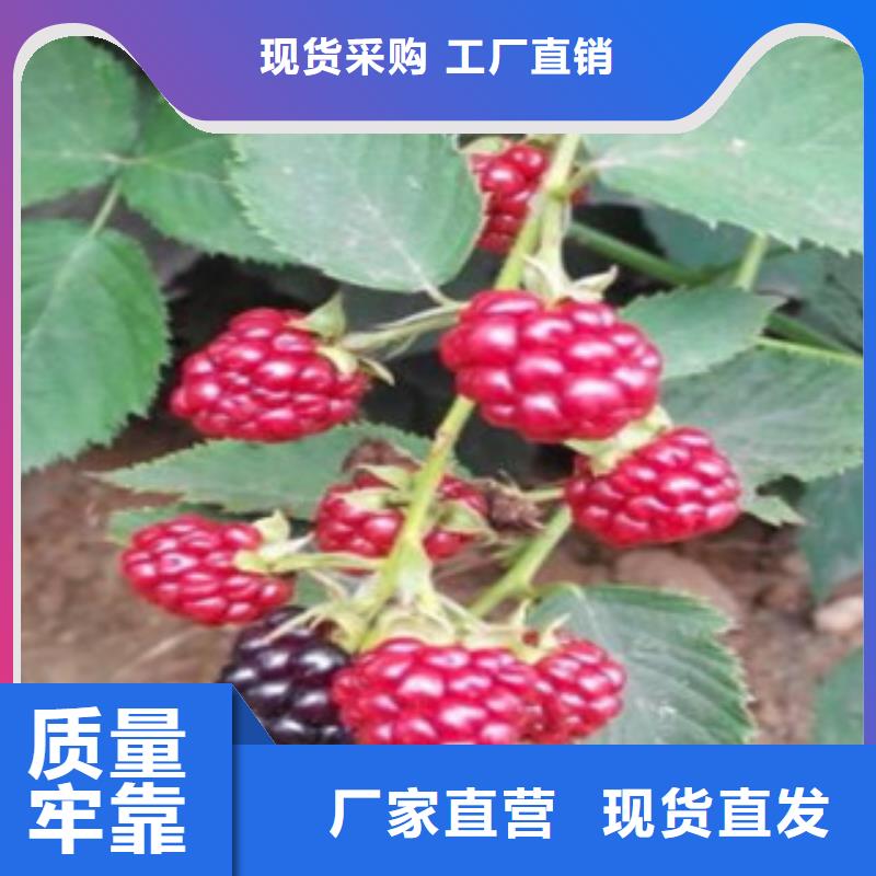 树莓苗多种规格供您选择产地厂家直销