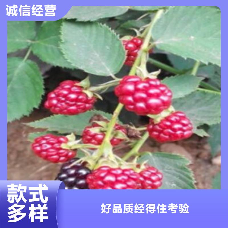 树莓苗-厂家为您在线服务