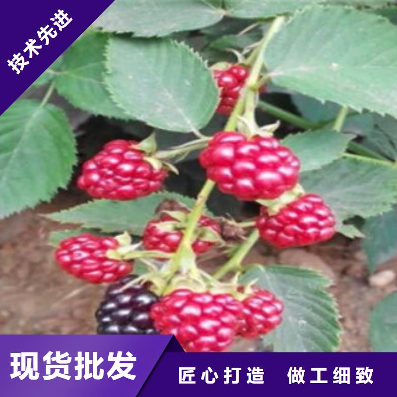 值得信赖的树莓苗经销商