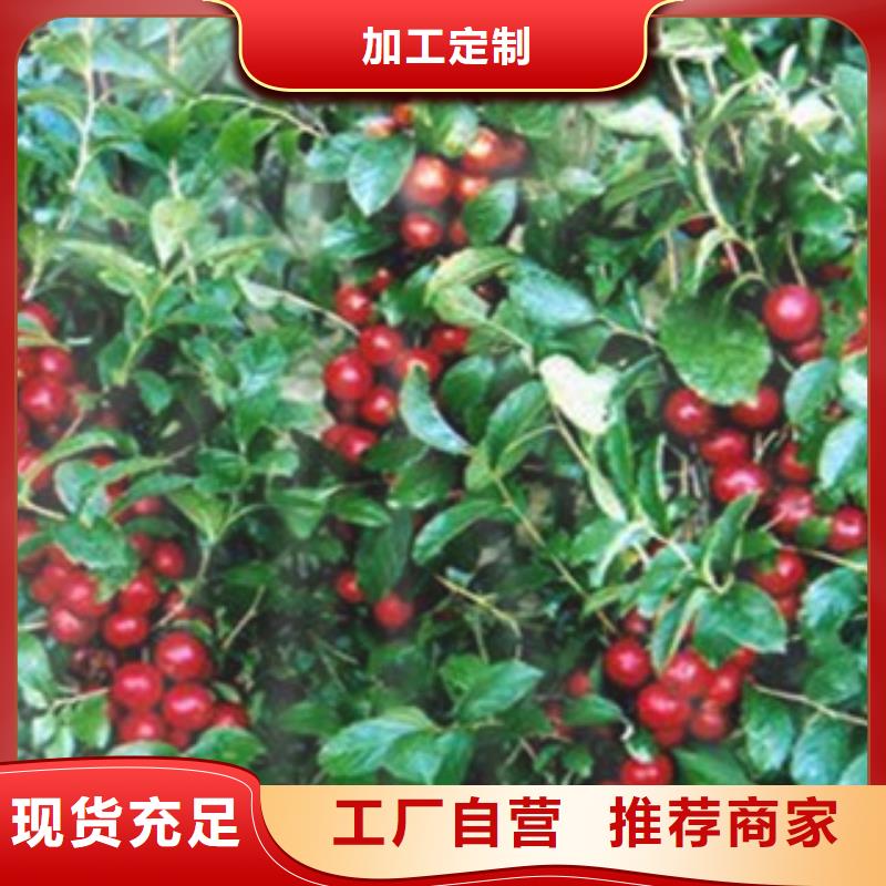 树莓苗源头厂家