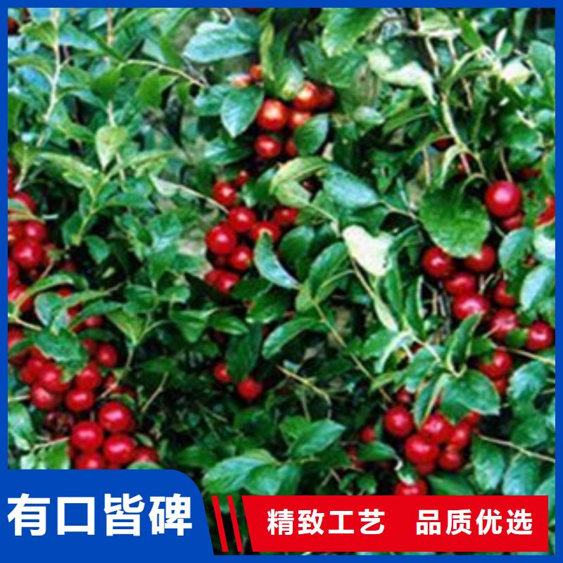 树莓苗供应商 树莓苗厂家