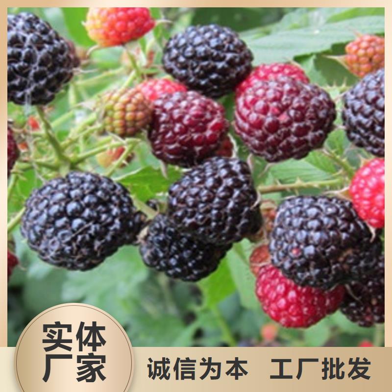 树莓苗真货源注重细节