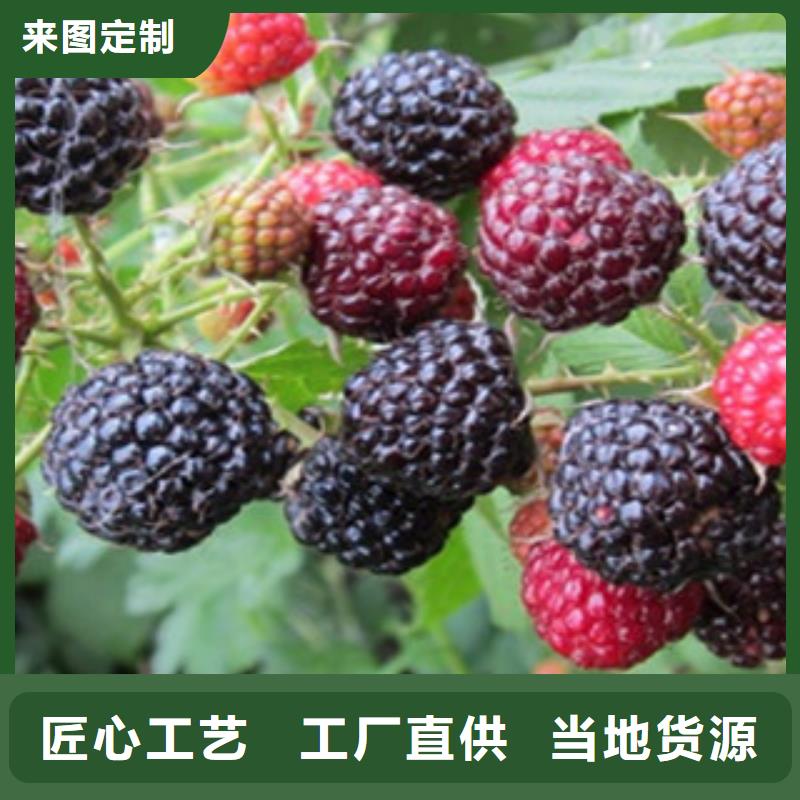 生产销售#树莓苗#的厂家