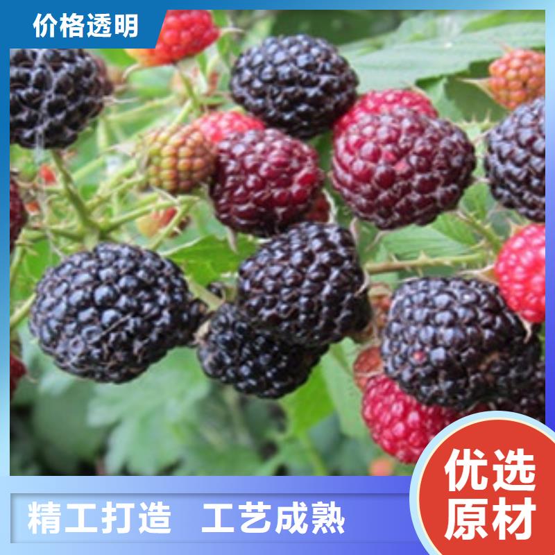 #树莓苗#量大从优