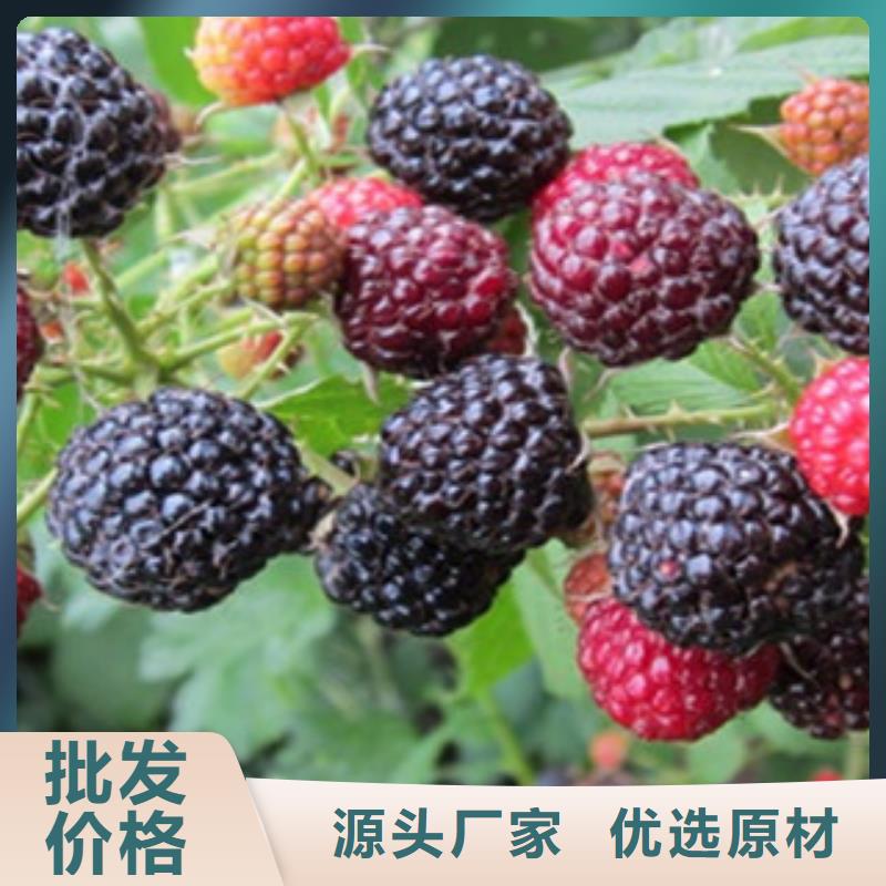 值得信赖的树莓苗经销商