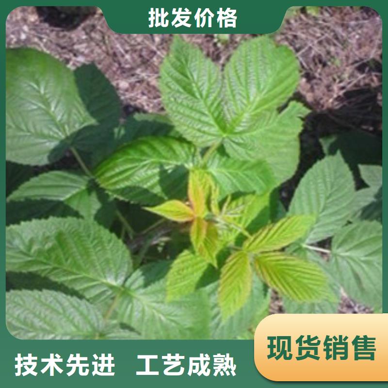 #树莓苗#量大从优