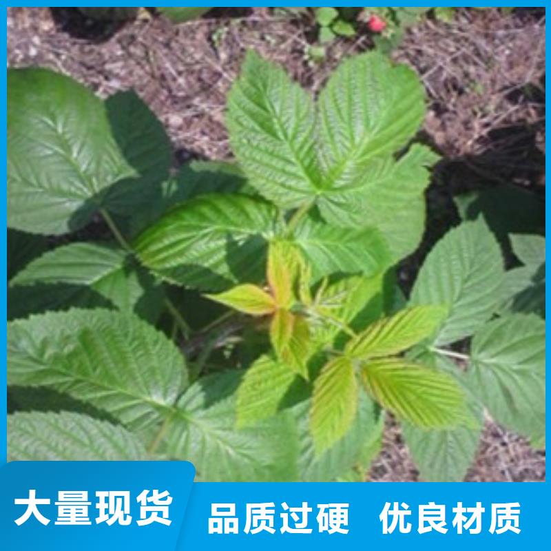 可定制的树莓苗供应商本地制造商