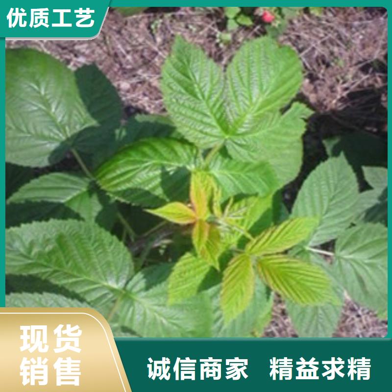 实力雄厚的树莓苗供货商产地源头好货
