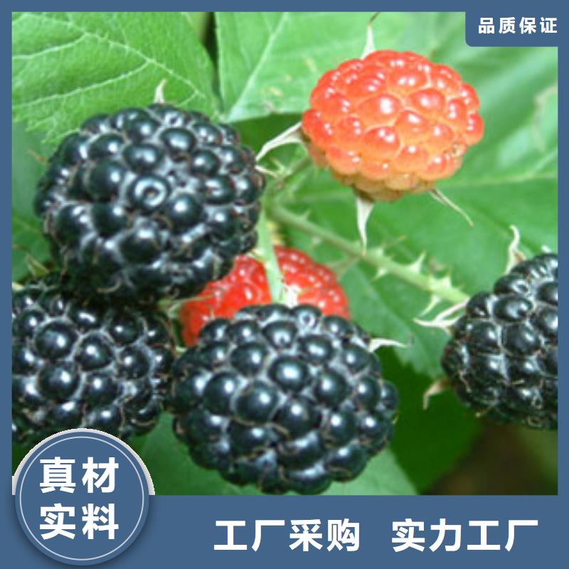 供应批发树莓苗-价格优惠本地服务商