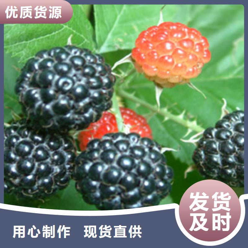 定制树莓苗厂家丰富的行业经验