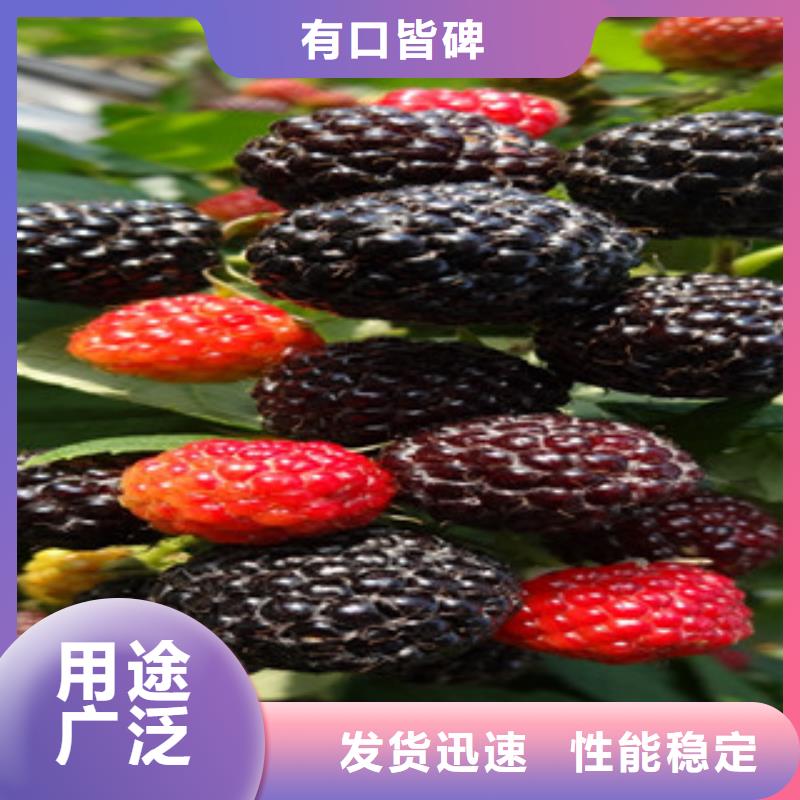 树莓苗_树莓苗厂家现货满足大量采购