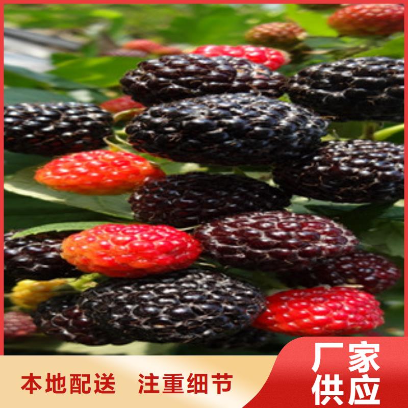 树莓苗-树莓苗质量好信誉至上