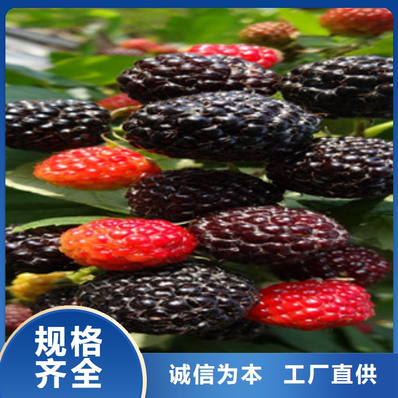 发货及时的树莓苗生产厂家采购无忧