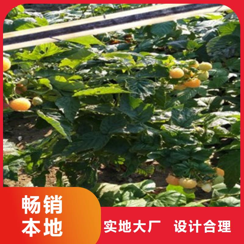 树莓苗价格合理的公司