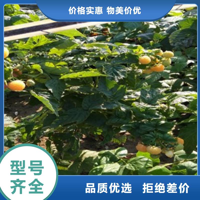 批发树莓苗_品牌厂家您身边的厂家