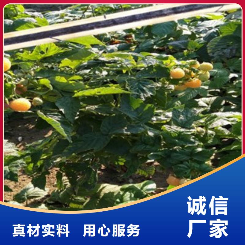 价格合理的树莓苗公司