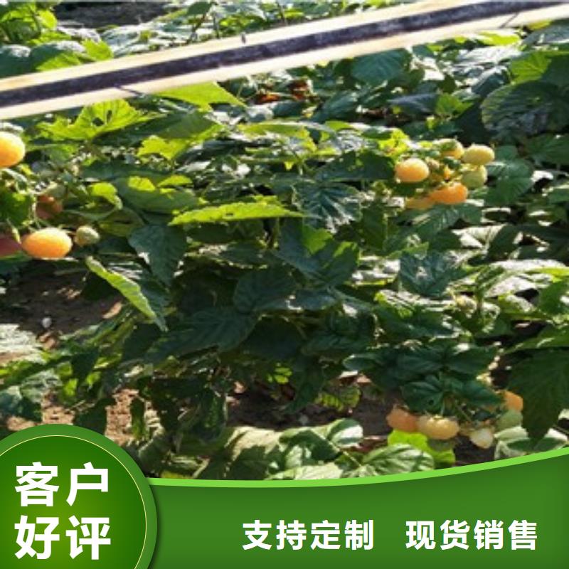 重信誉树莓苗供货商