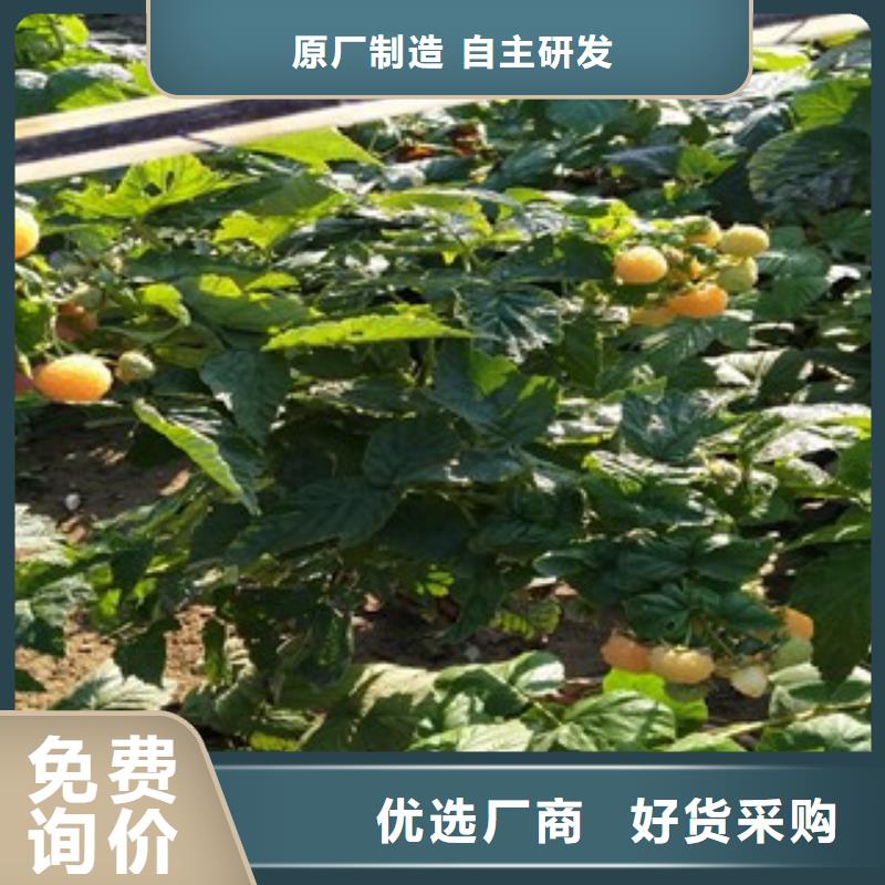 树莓苗品质有保障