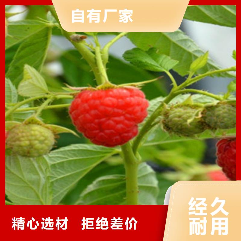 #树莓苗#价格优惠