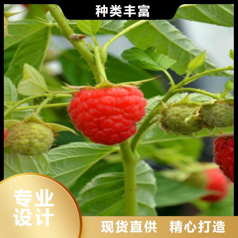 树莓苗质量有保证