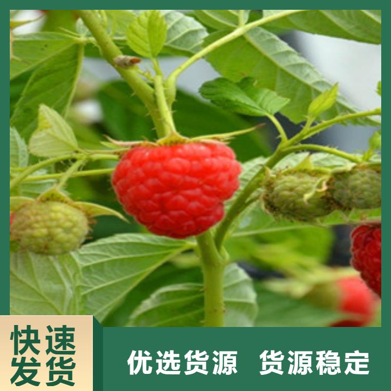 树莓苗低于市场价