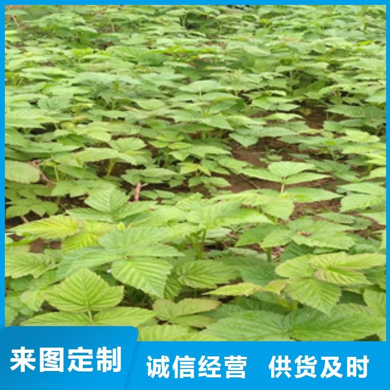 树莓苗匠心品质物美价优