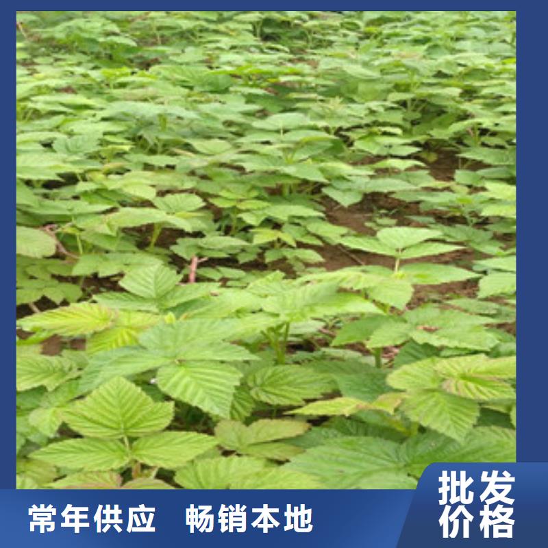 树莓苗型号汇总品类齐全