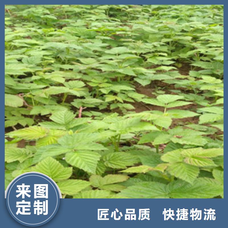 树莓苗咨询性价比高