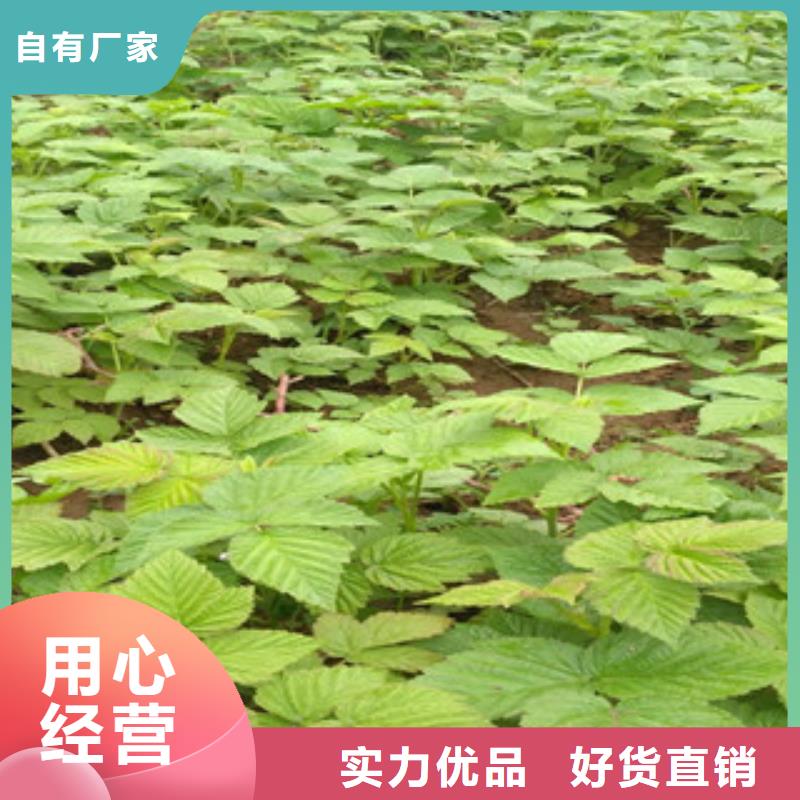 新闻：树莓苗厂家本地厂家