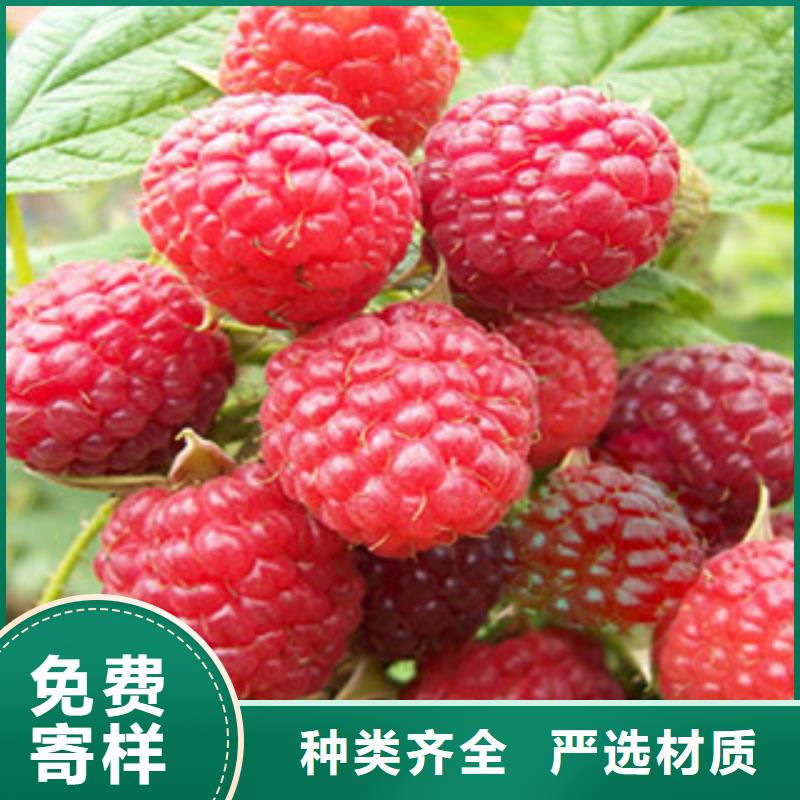 树莓苗企业-实力大厂厂家型号齐全