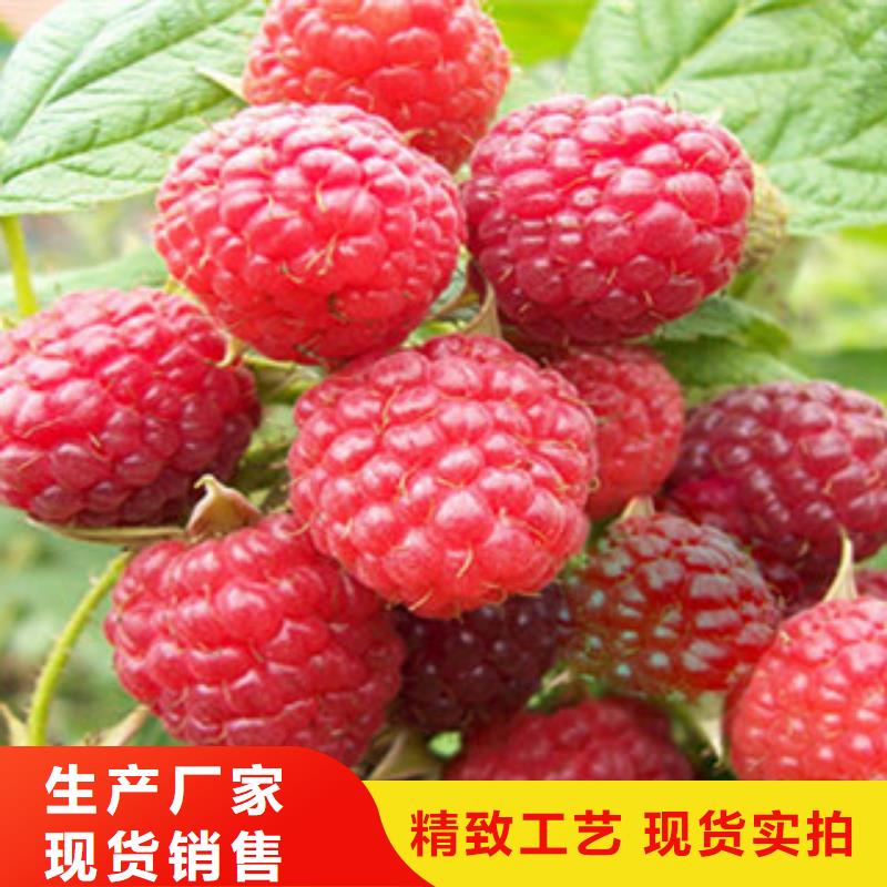 树莓苗匠心品质贴心服务