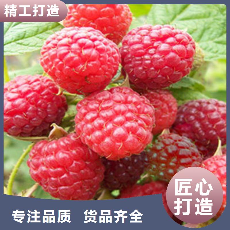 树莓苗货源充足