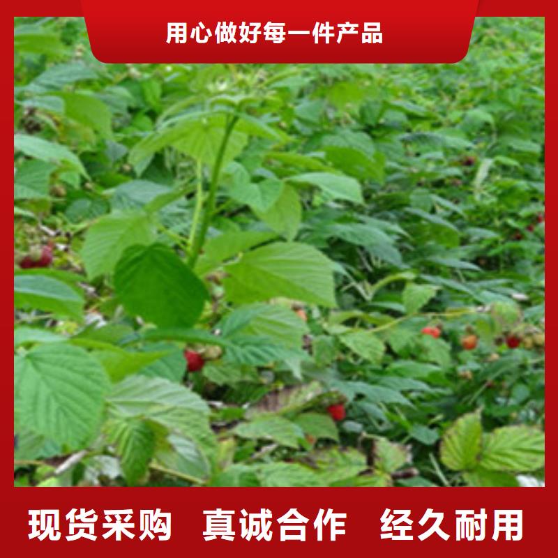 树莓苗供应商 树莓苗厂家厂家规格全