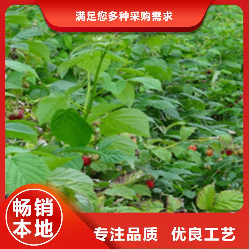 树莓苗实力厂家质量稳定