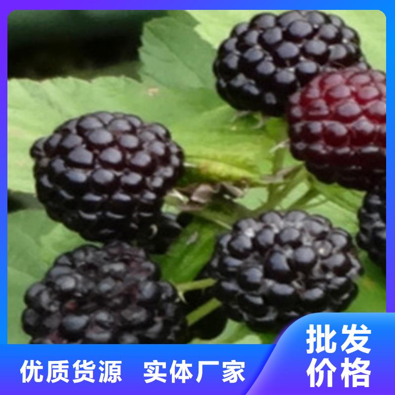树莓苗直供厂家