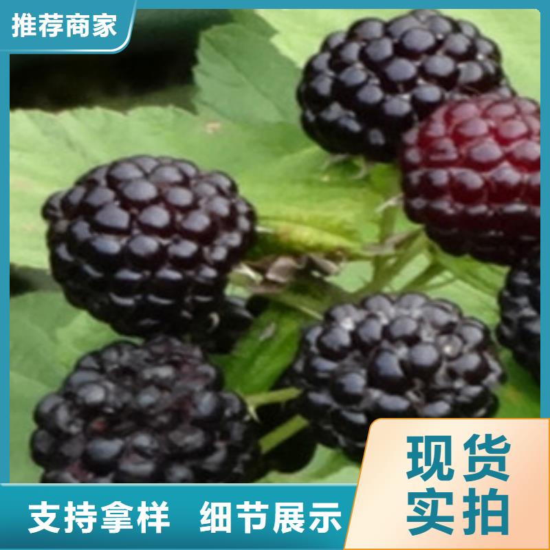 常年供应树莓苗-省心价格有优势