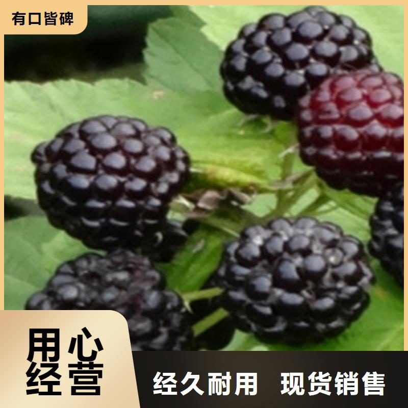 树莓苗企业-值得信赖本地生产厂家