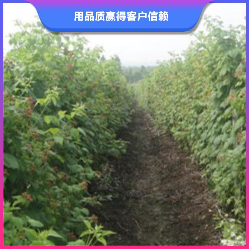 树莓苗公司有现货