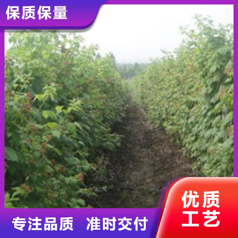 树莓苗老牌企业